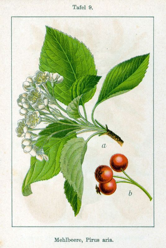 Sorbus aria VkG 2