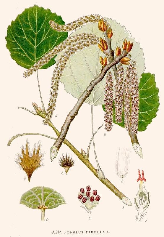 Populus tremula VkG 1