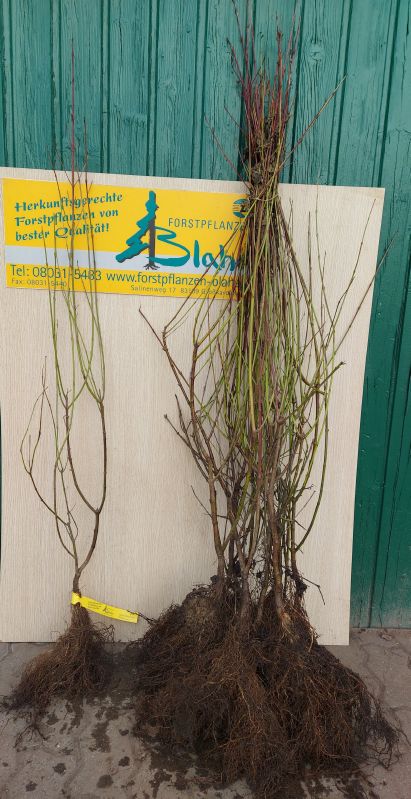 Cornus sanguinea VkG 1
