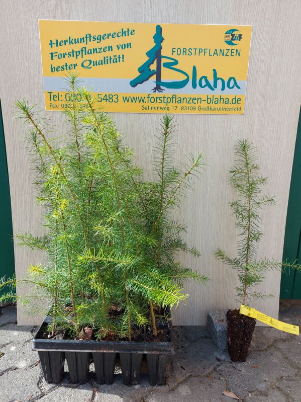 Pseudotsuga menz.virid. HkG 85305