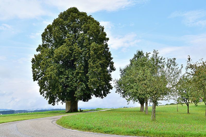 Tilia platyphyllos HkG 82402