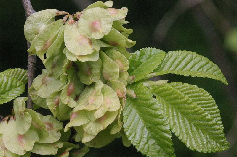 Ulmus carpinifolia VkG 1
