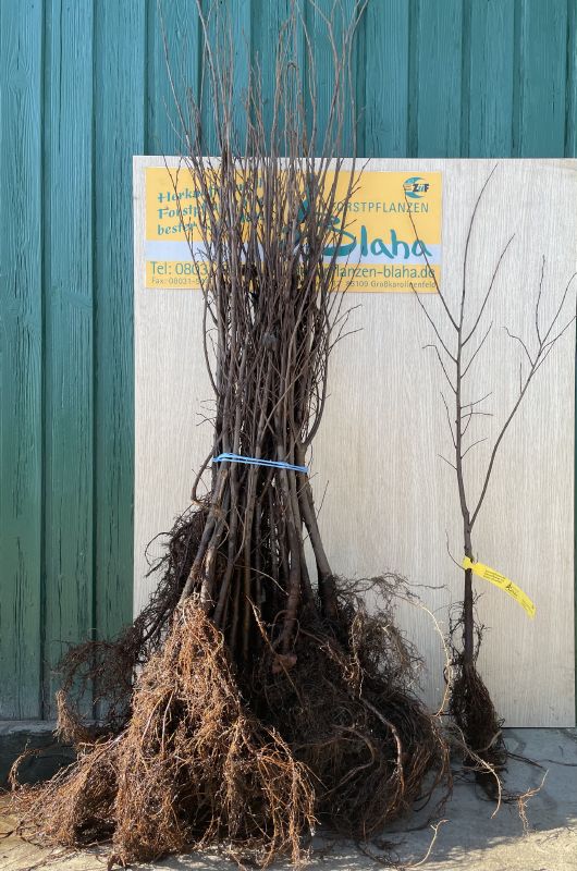 Ulmus laevis VkG 3