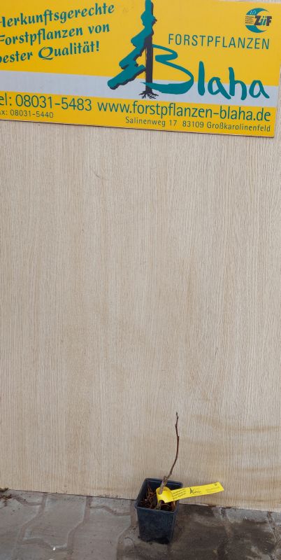 Liriodendron tulipifera