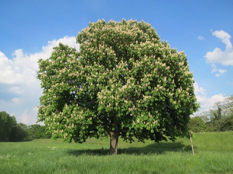 Aesculus hippocastanum