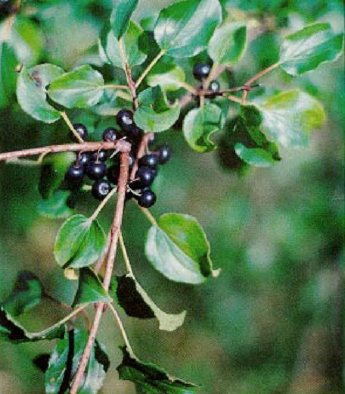 Rhamnus catharticus VkG 2