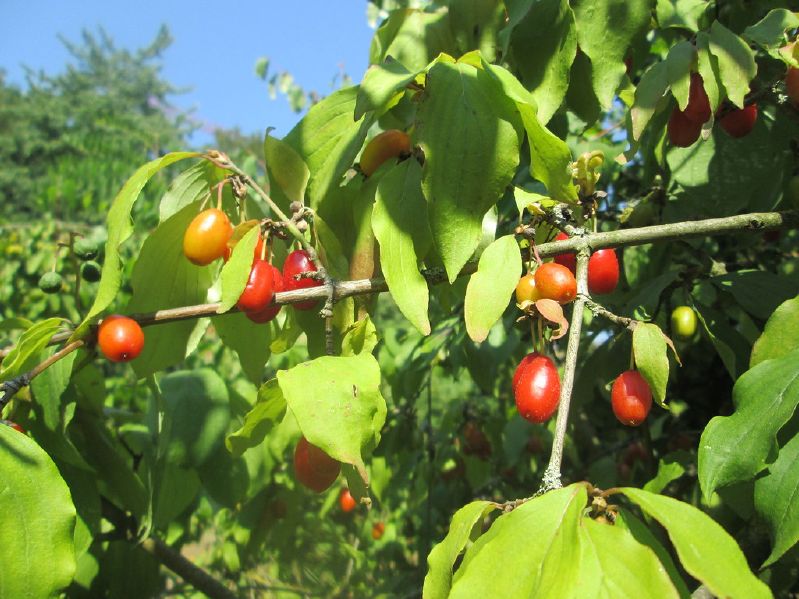 Cornus mas VkG 2