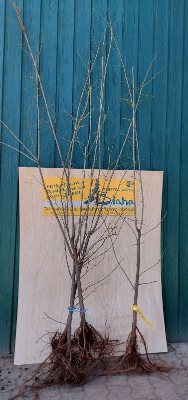Prunus cerasifera CAC