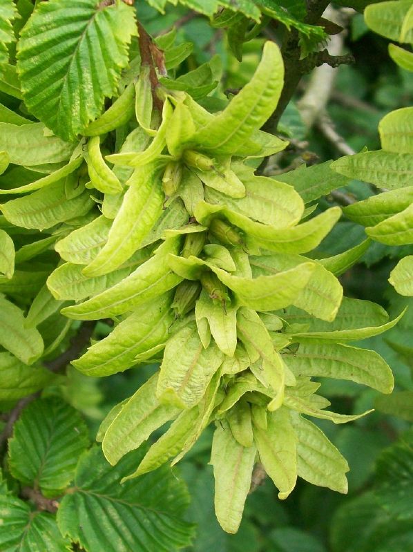 Carpinus betulus HkG 80602
