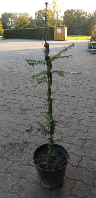 Fegeschutzspiralen