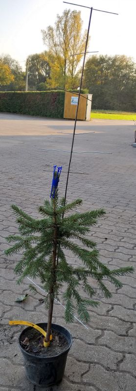 Stachelbaum