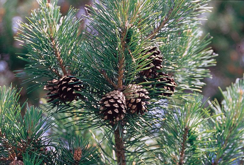 Pinus sylvestris HkG 85116