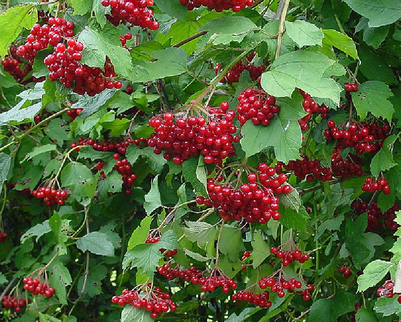 Viburnum opulus VkG 4