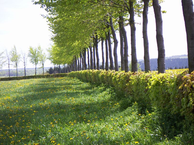 Fagus sylvatica Heckenware