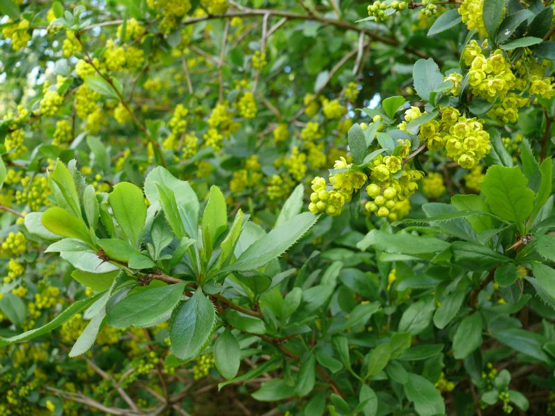 Berberis vulgaris VkG 4
