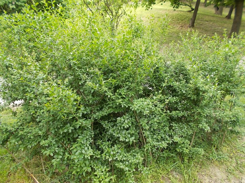 Ligustrum vulgare Vkg 3