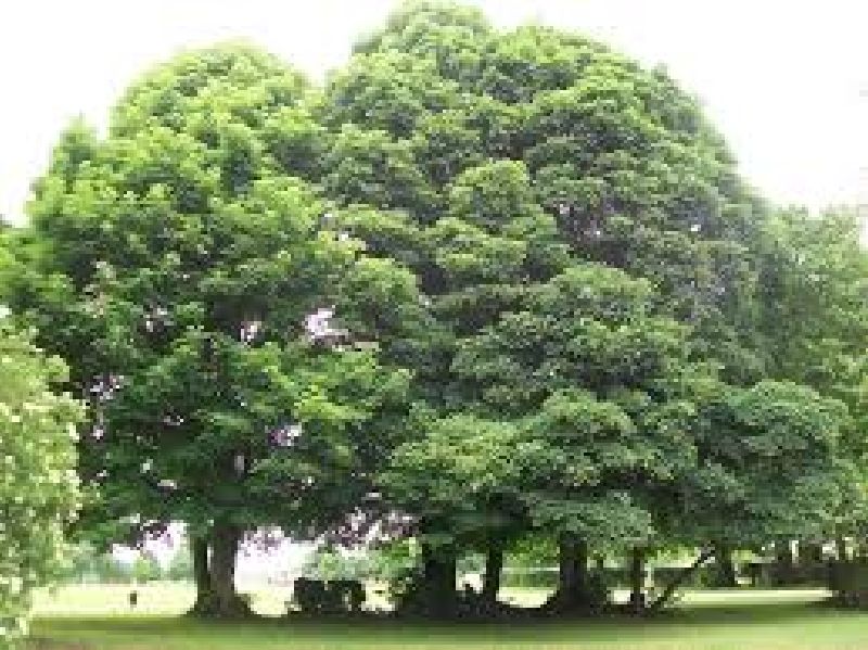 Acer pseudoplatanus HkG 80102