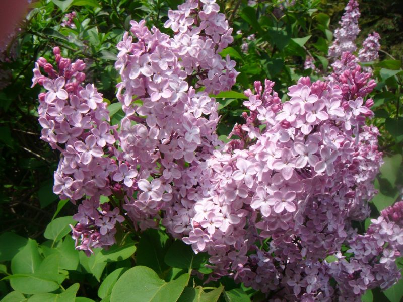 Syringa vulgaris