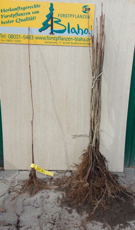 Acer platanoides HkG 80004