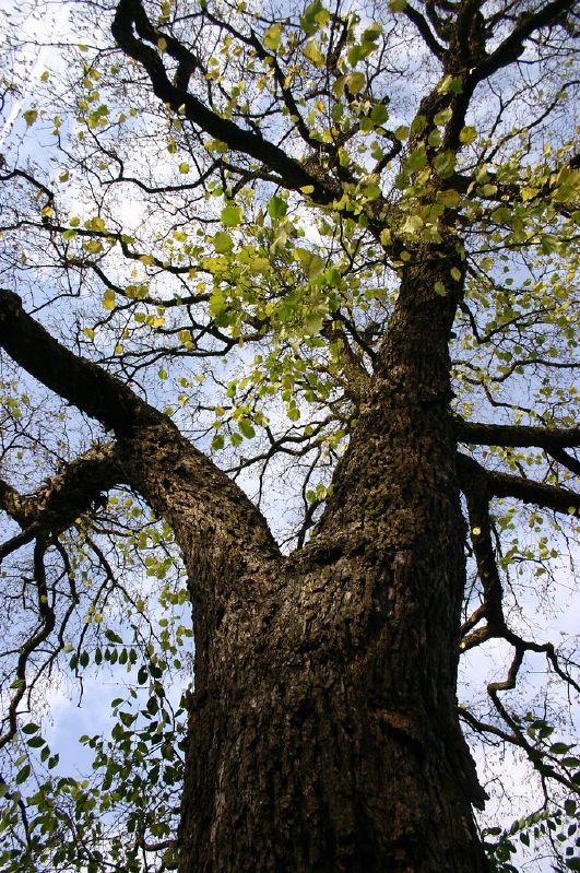 Corylus colurna