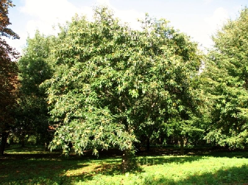 Castanea sativa HkG 80802