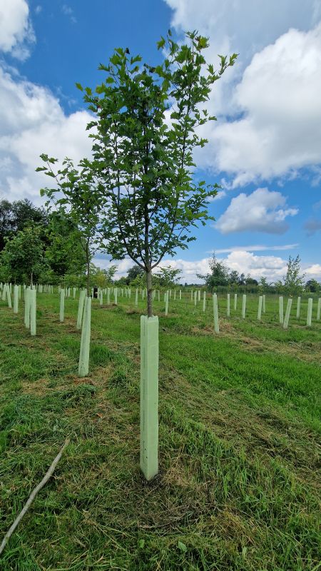 Solitärbaum autochton mB StU