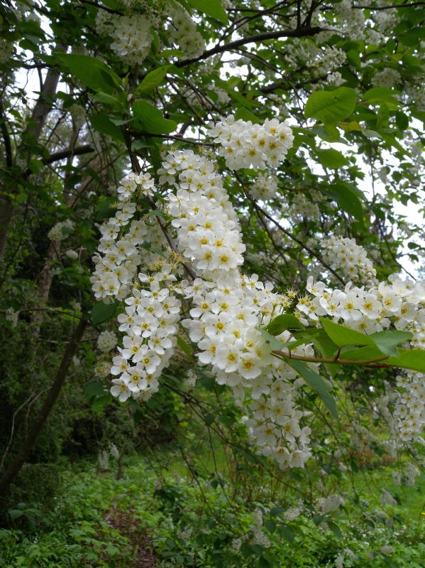 Prunus padus VkG 3