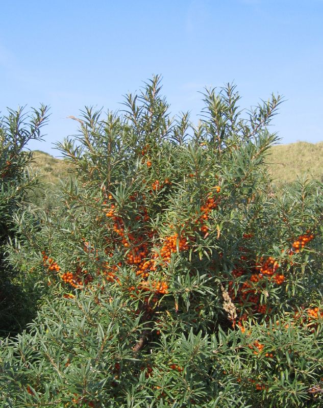 Hippophae rhamnoides VkG 6