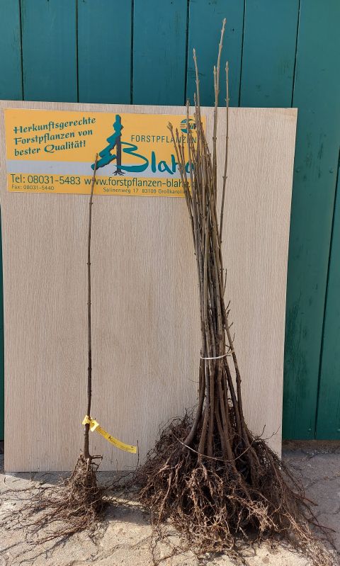 Acer pseudoplatanus HkG 80107