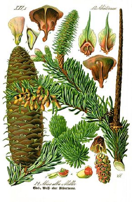 Abies alba HkG 82705
