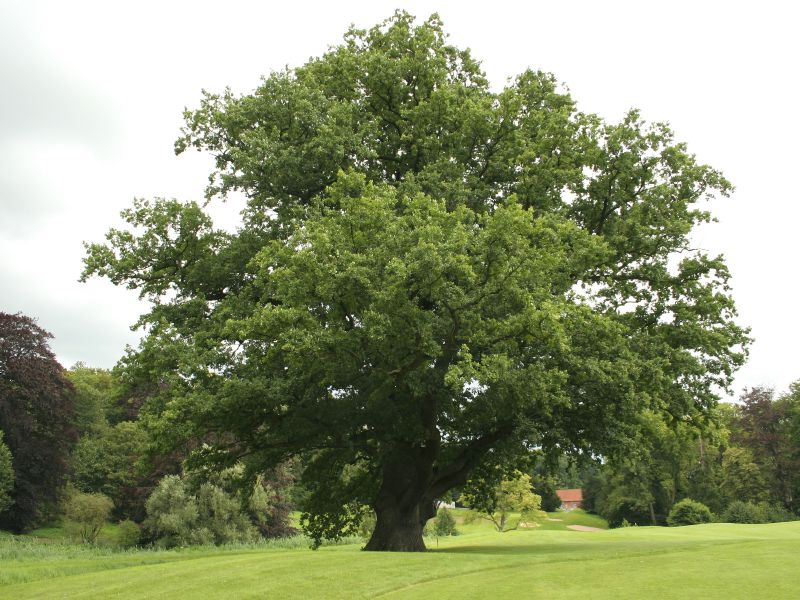 Quercus robur HkG 81708