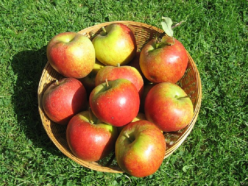 Apfel - Pilot