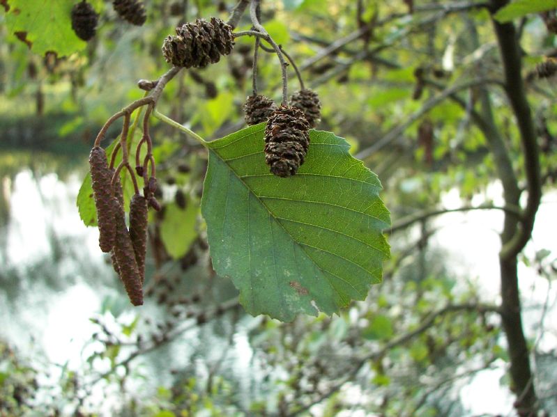 Alnus glutinosa HkG 80204