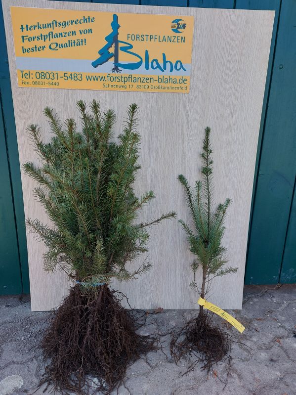 Pseudotsuga menz.virid. HkG 85302