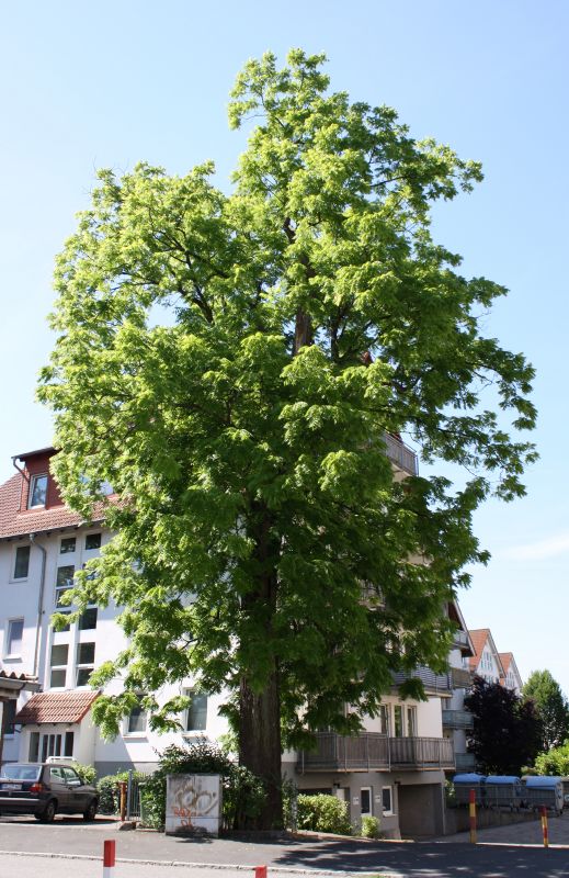 Juglans nigra