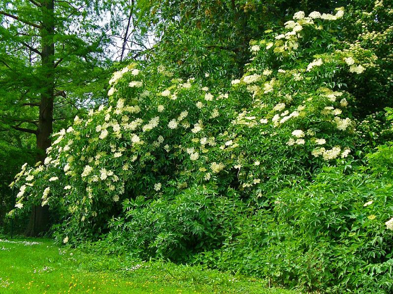 Sambucus nigra VkG 1