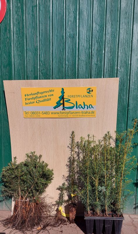 Abies grandis HkG 83001