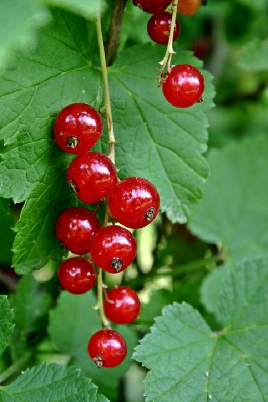 Ribes rubrum VkG 4