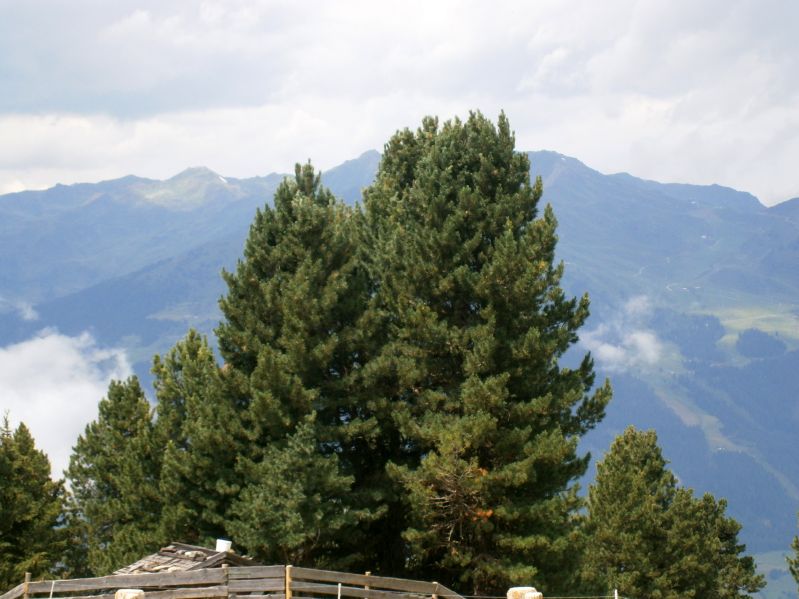 Pinus cembra