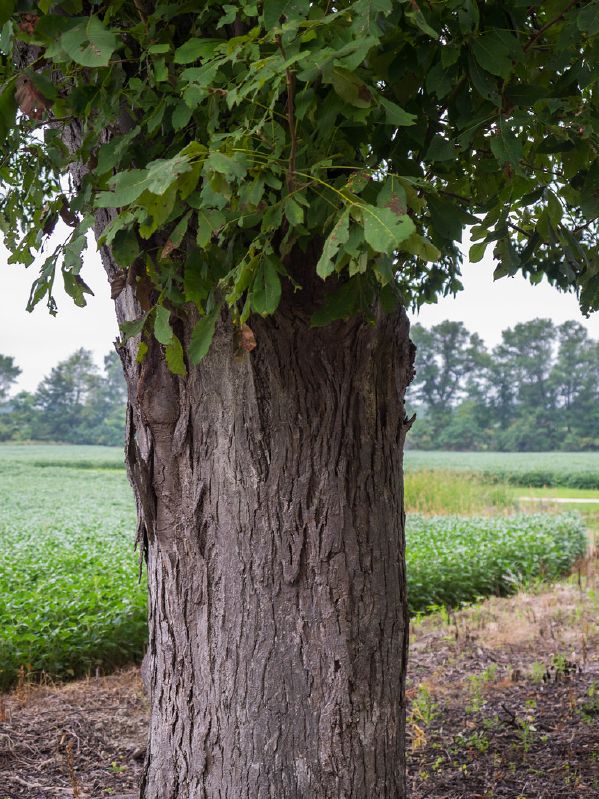 Carya ovata