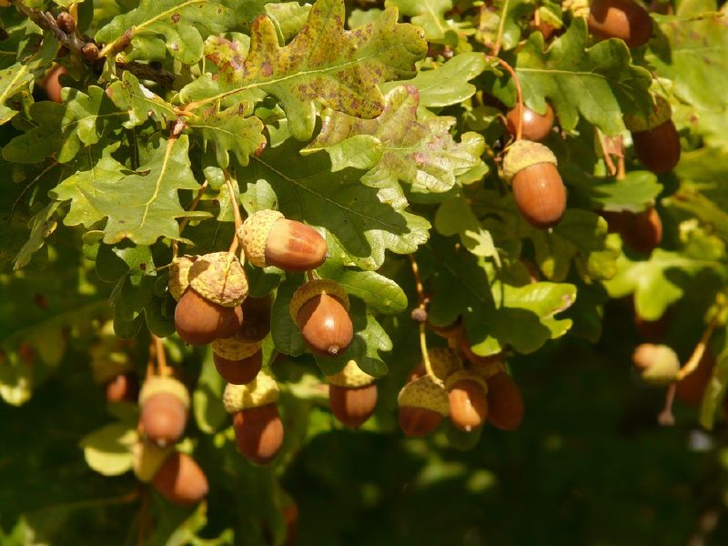 Quercus robur HkG 81706