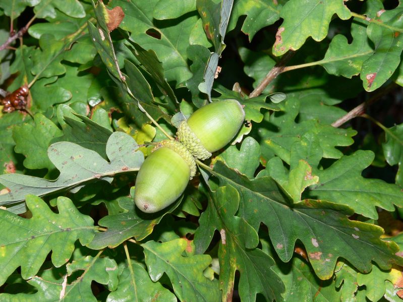 Quercus petraea HkG 81807