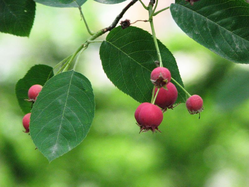 Amelanchier lamarckii VkG 5
