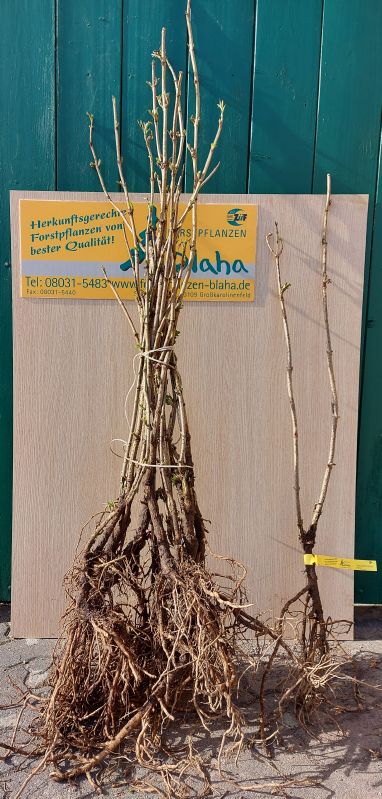 Sambucus nigra VkG 2