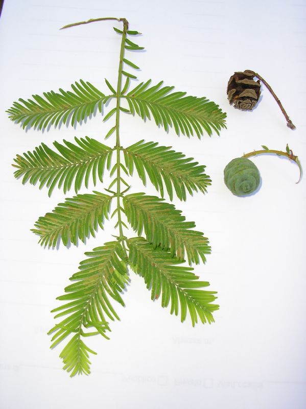 Metasequoia glyptostroboides