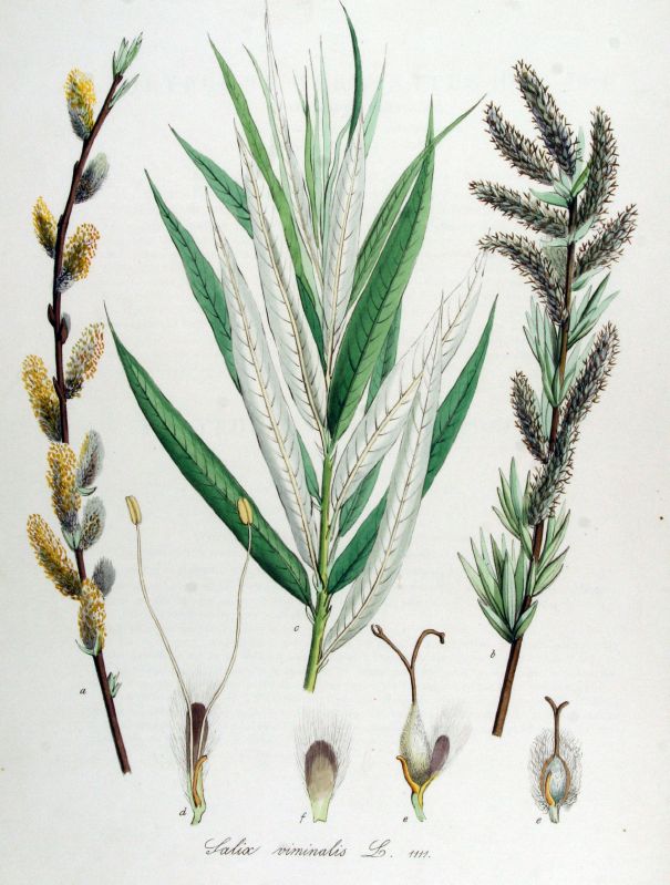 Salix viminalis VkG 3