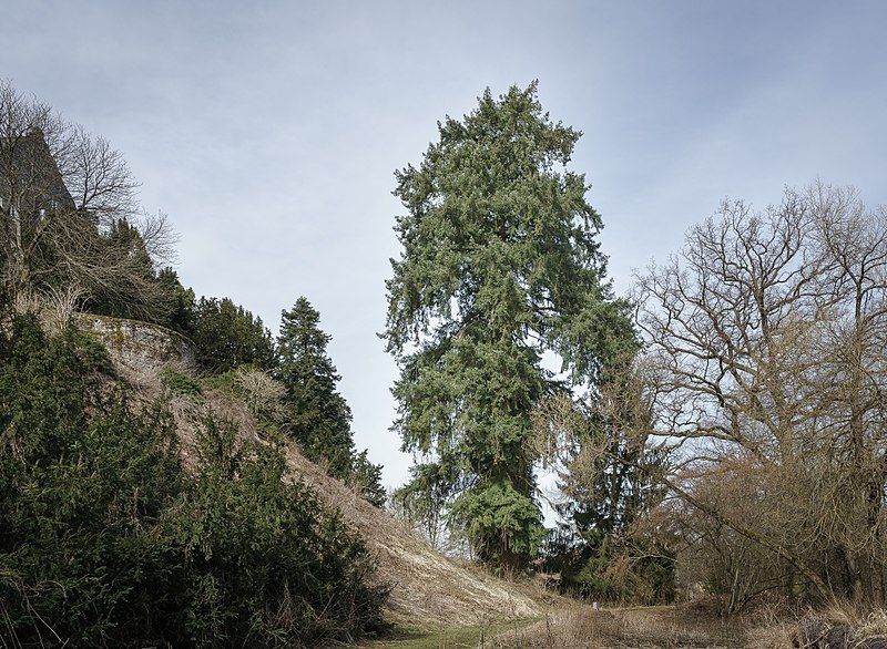 Pseudotsuga menz.virid. HkG 85304