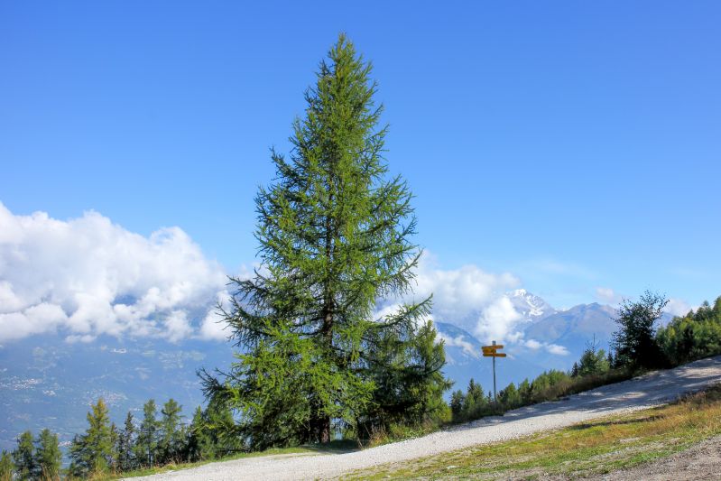 Larix decidua HkG 83703