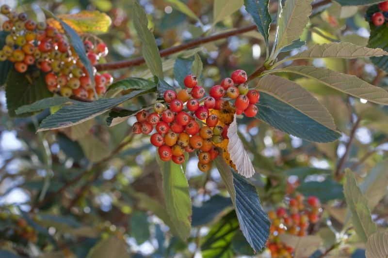 Sorbus aria VkG 1