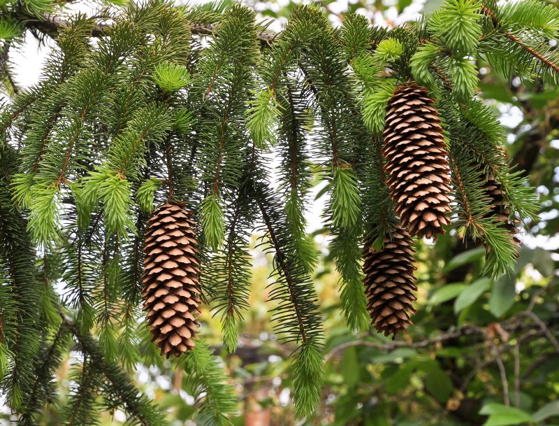 Picea abies HkG 84007